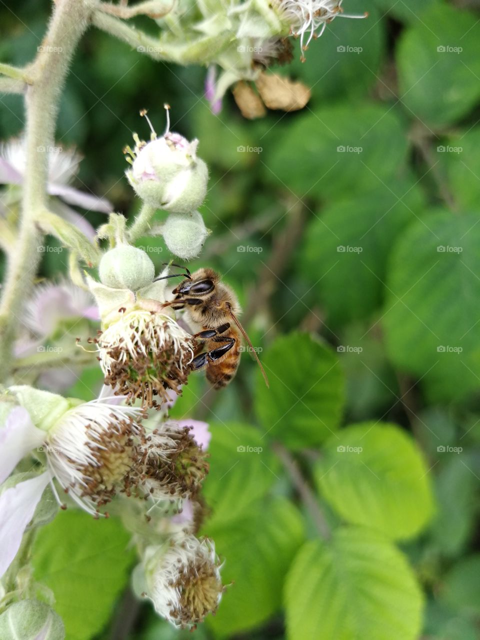 Honey Bee at work