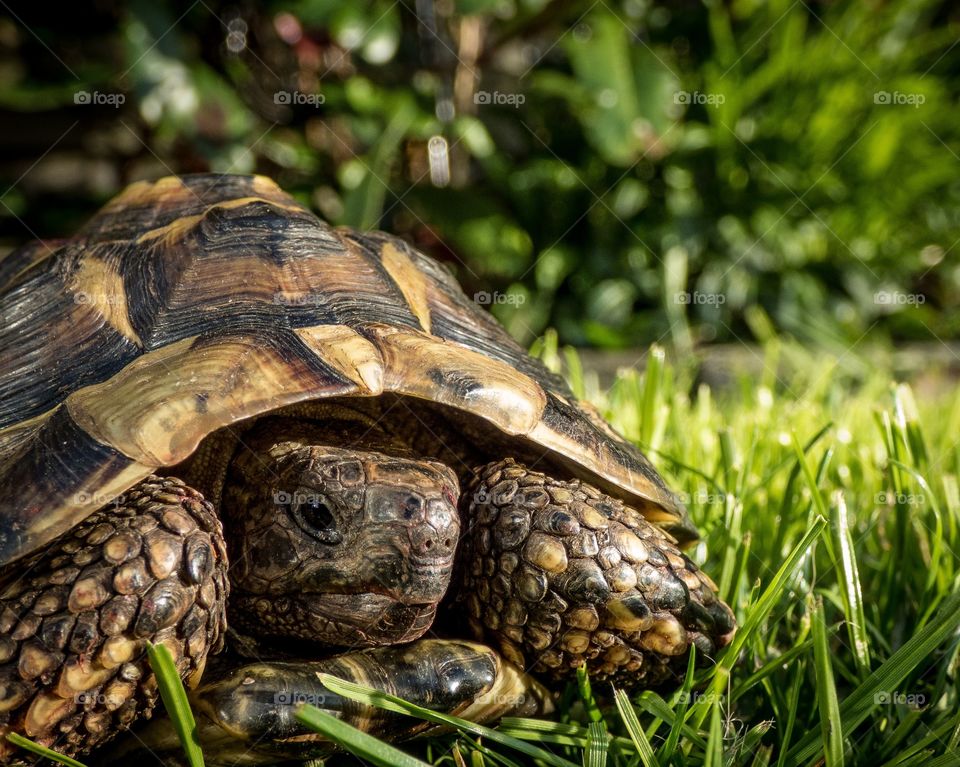 Tortoise comes out of hibernation 