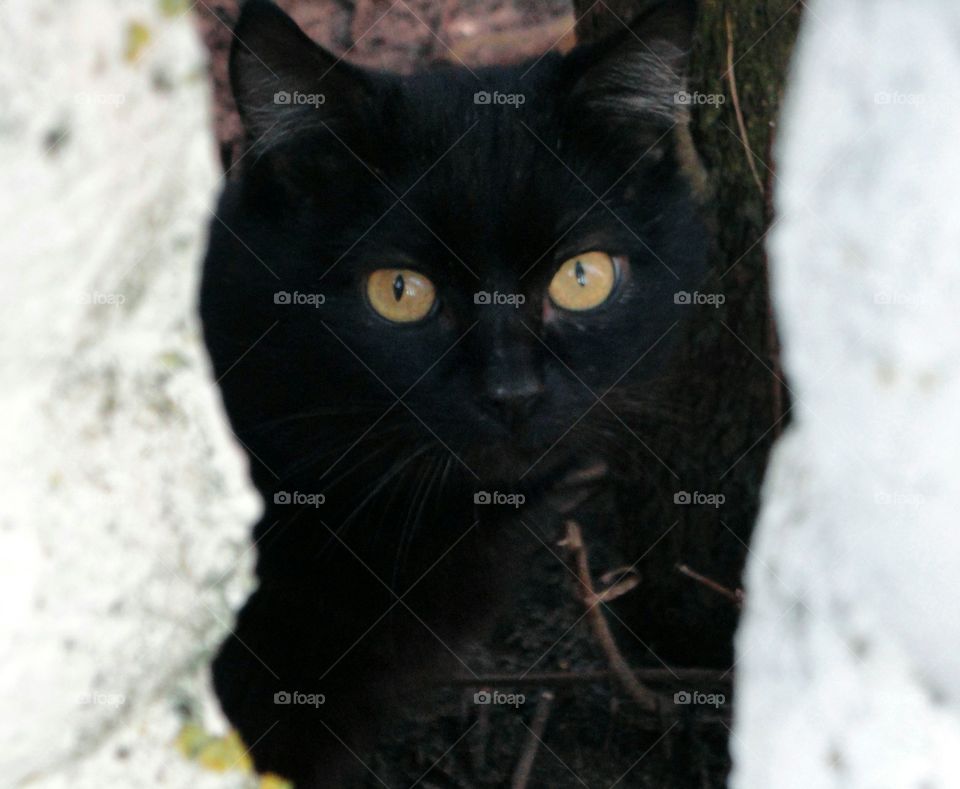 Cat, Cute, Eye, Sit, Fur