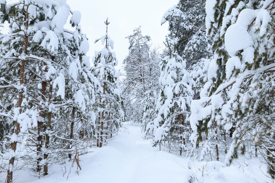 Empty path through frozen forest