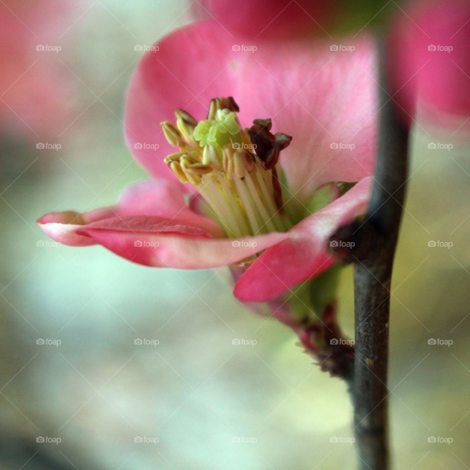 Detail of pink blossom