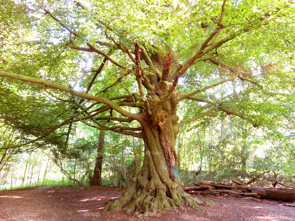 Big tree in forest