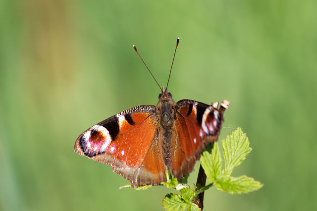 Peacock butterfly on a green leaf on a beautiful sunny  day . En påfågelöga  fjäril på grön kvist en solig dag  
