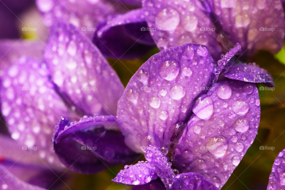 Water drops on purple petals