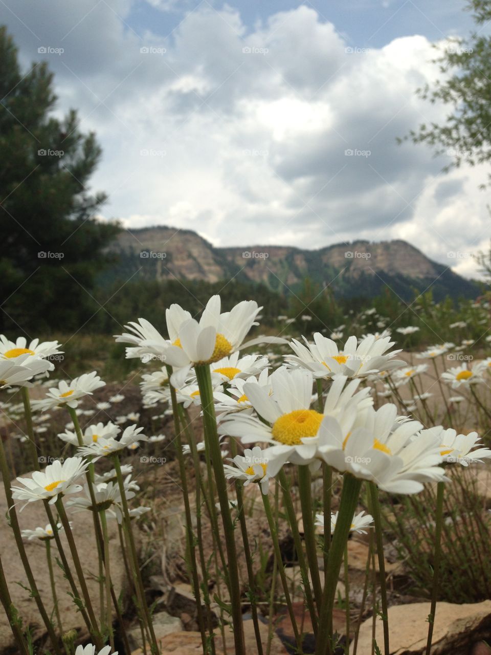 Field of daisies 