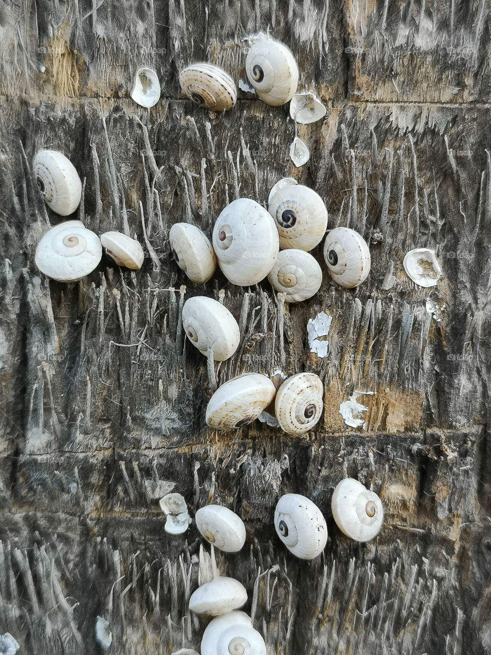 A clear picture of snails on the palm. Shot 2.