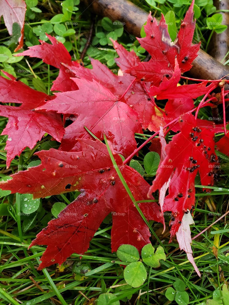 Red fall leaves