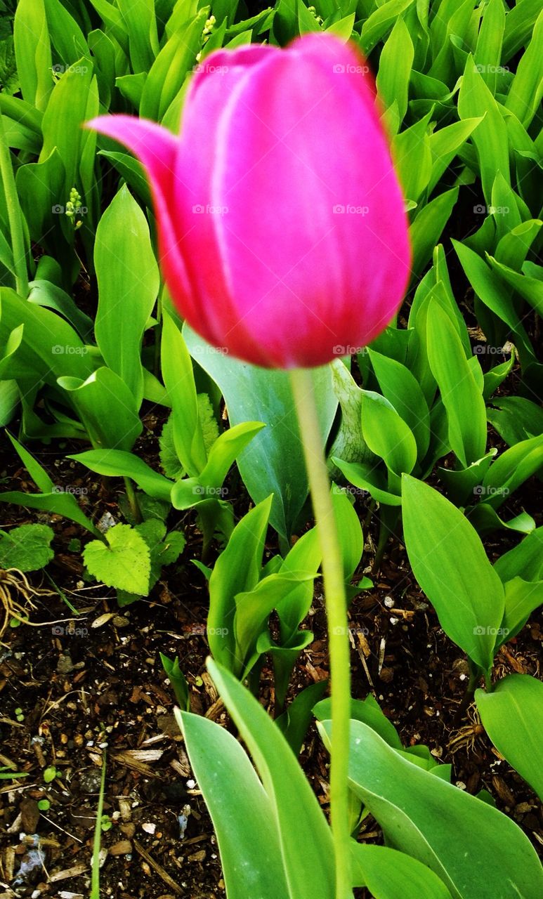 green spring garden pretty by michelle.sarafian