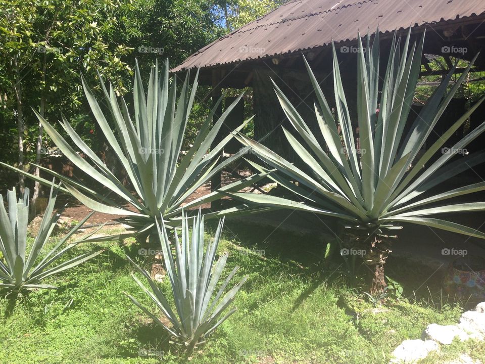 Aloe palm