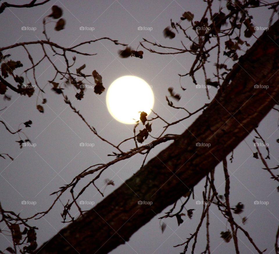 Moon Among Trees