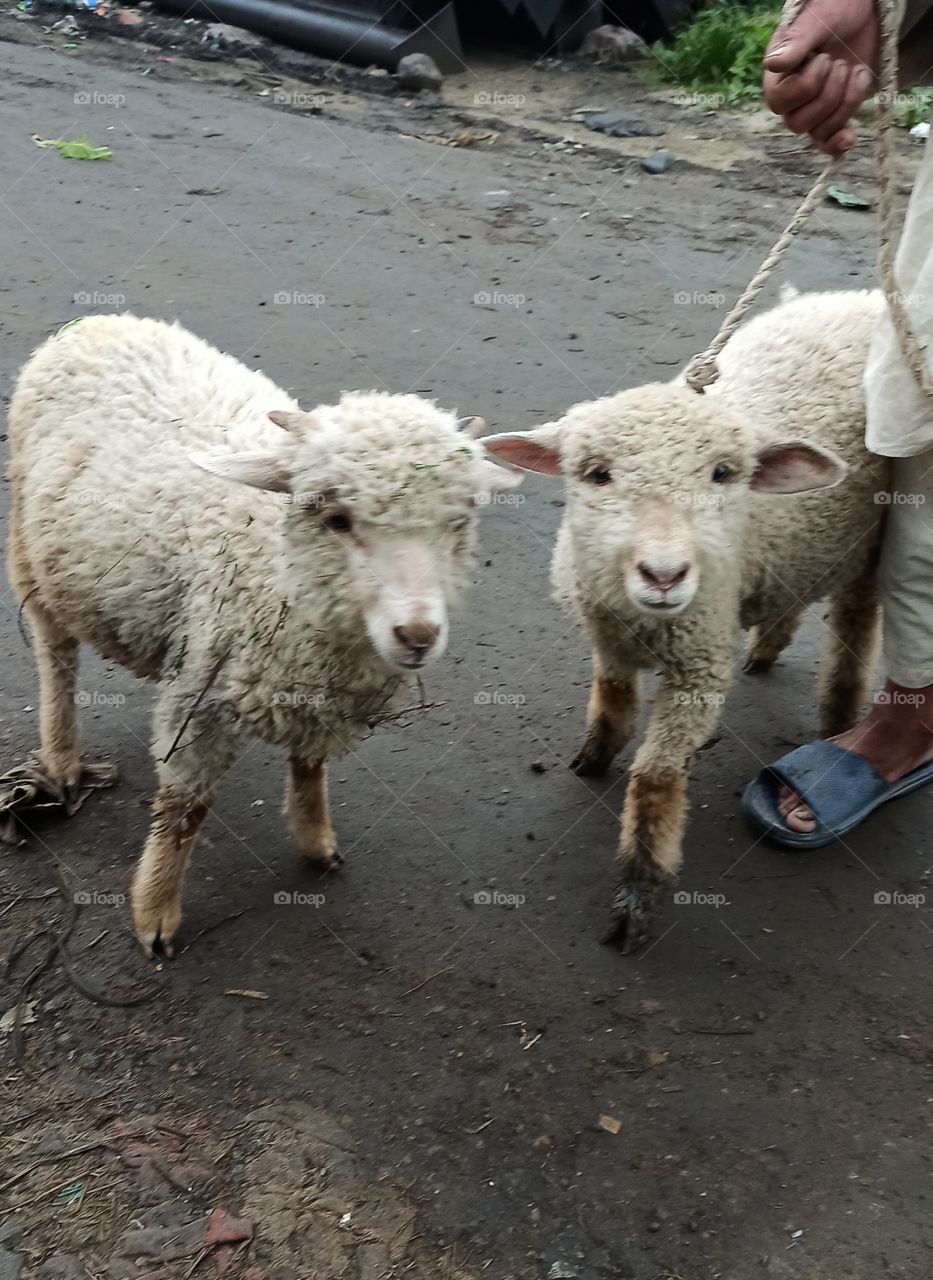 Sheep taken to home after grazing them in lush greeny area in valley kashmir
