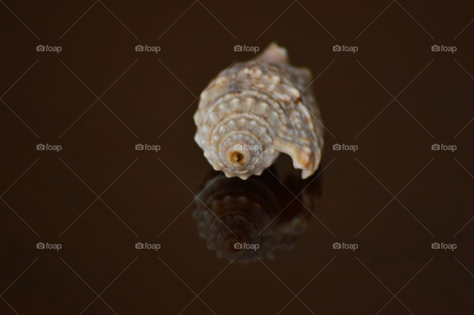 sea shell