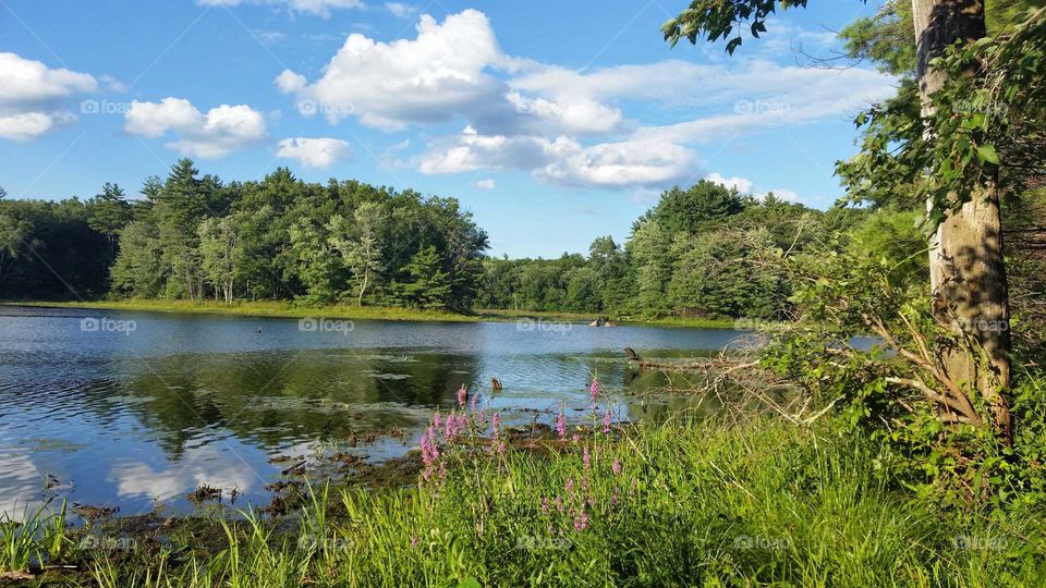 Massachusetts Forest