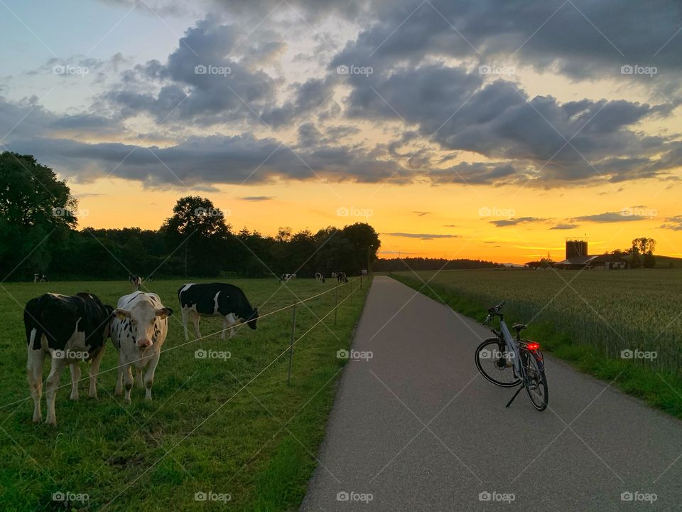 Cycle and cows at sunset 
