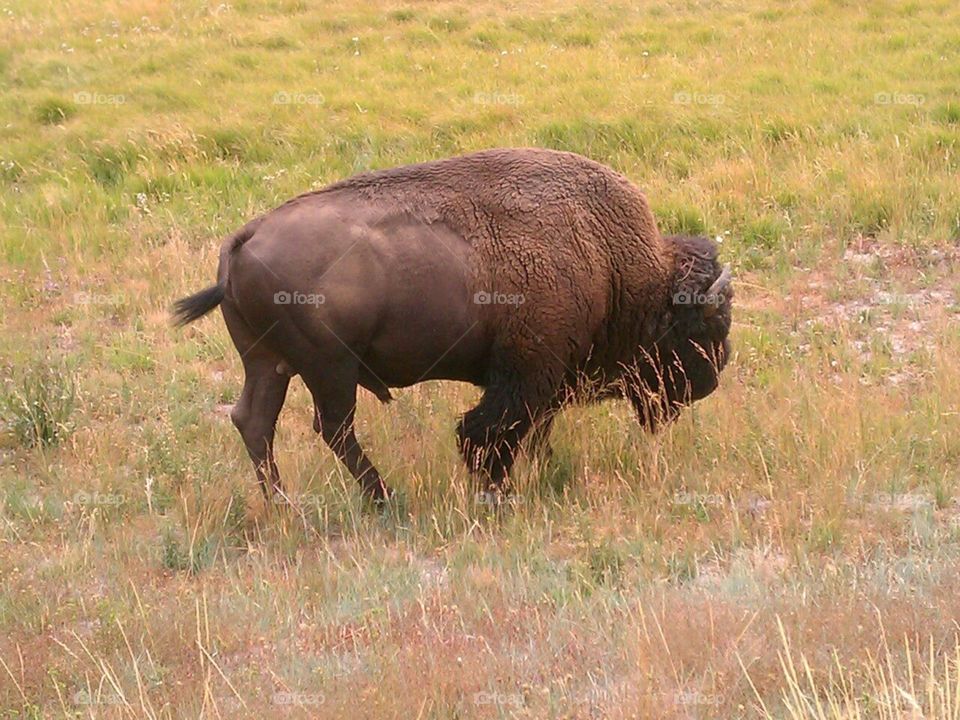 Yellowstone buffalo. Getting close to a bull buffalo in Yellowstone 