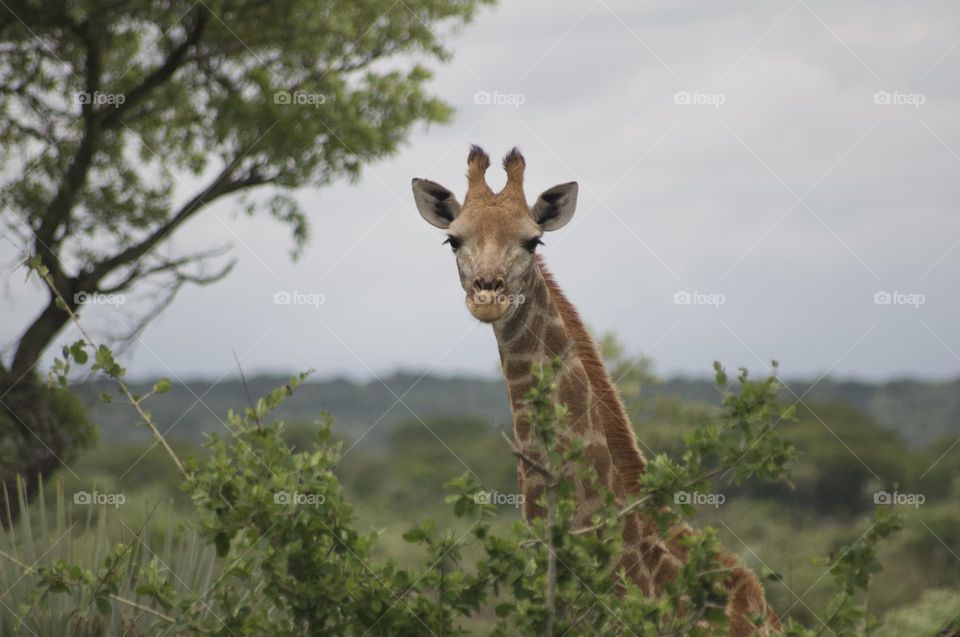 Giraffe