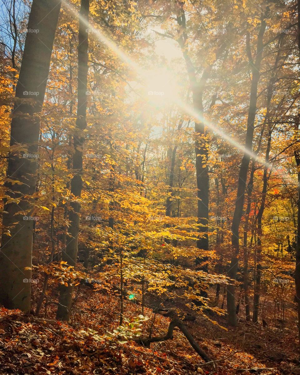 Sunlight through the forest in autumn