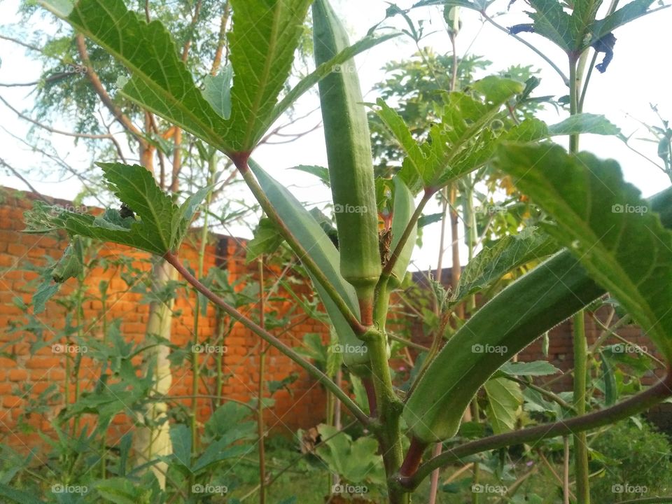 With the lady's finger tree and its ladybug.