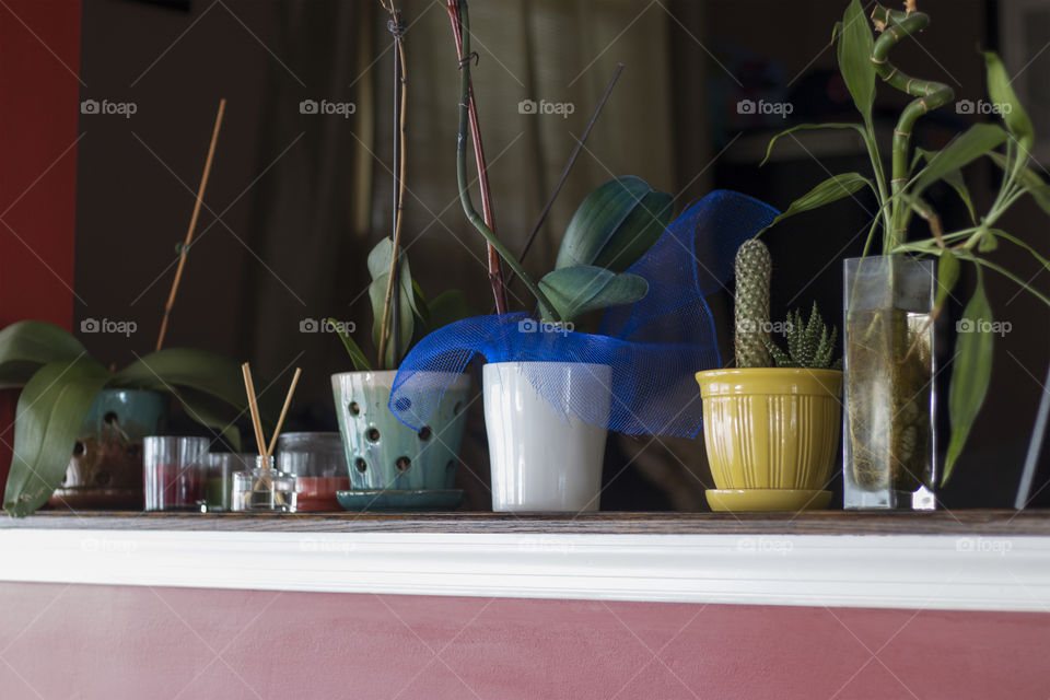 Close-up of house plants