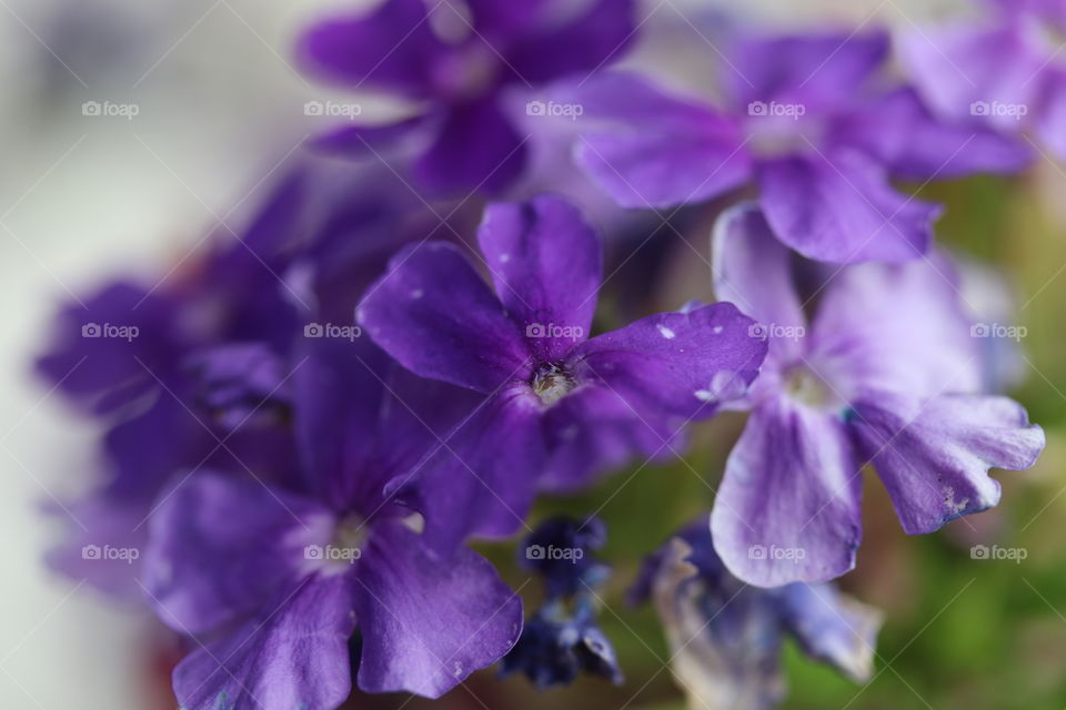 Violet flower