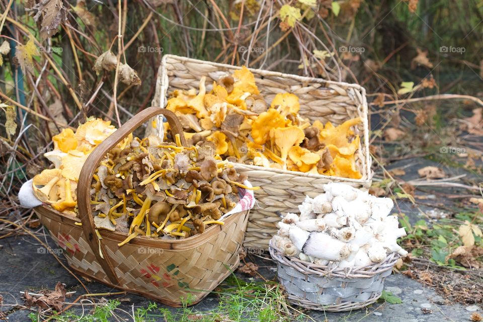 Chanterelles, mushrooms