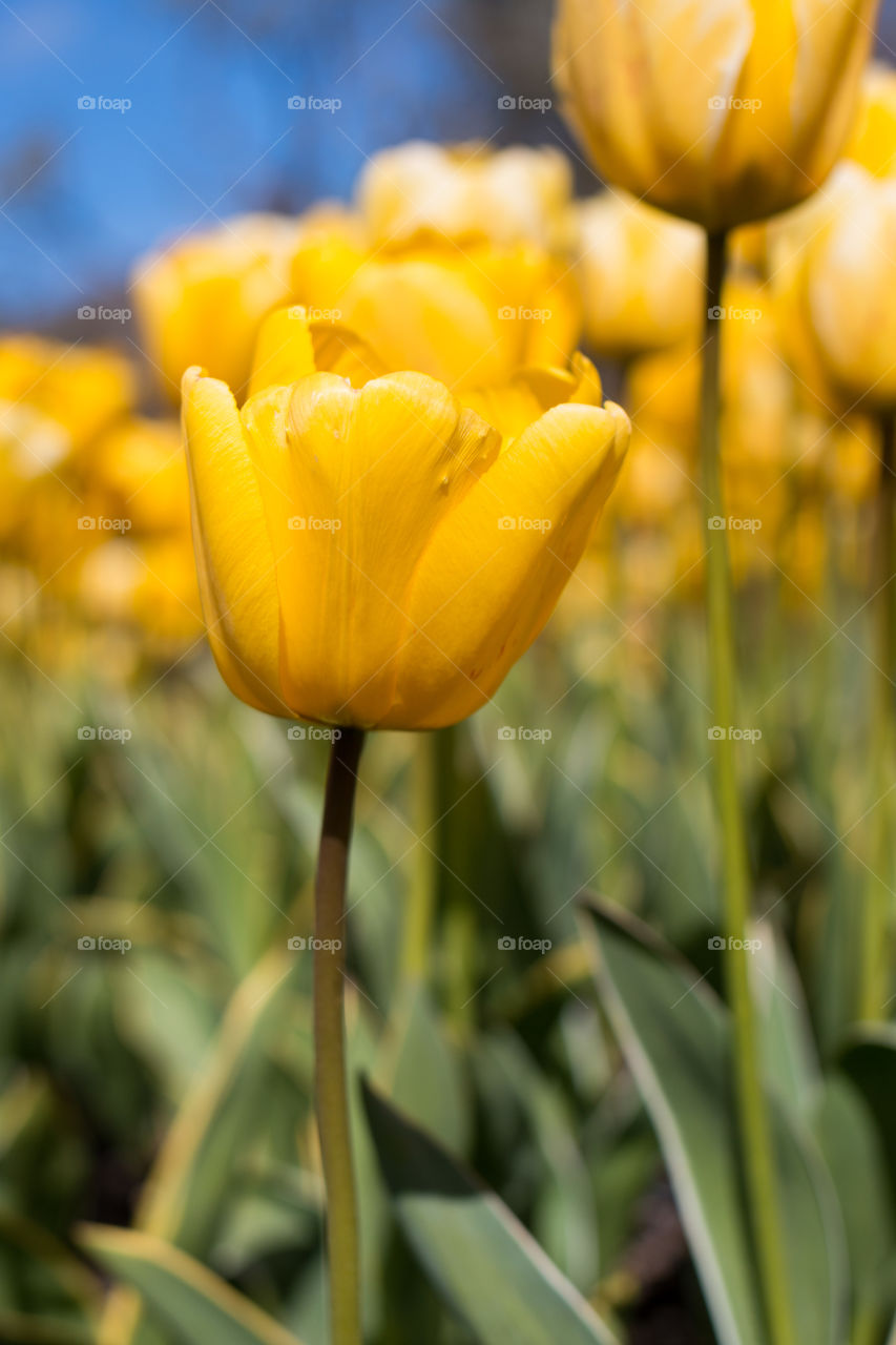 Close-up of yellow tulips