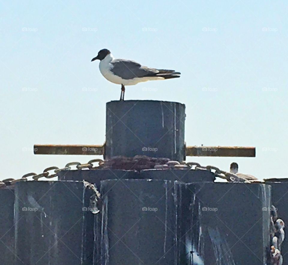 Seagull at the bay in Port Aransas, Texas. 