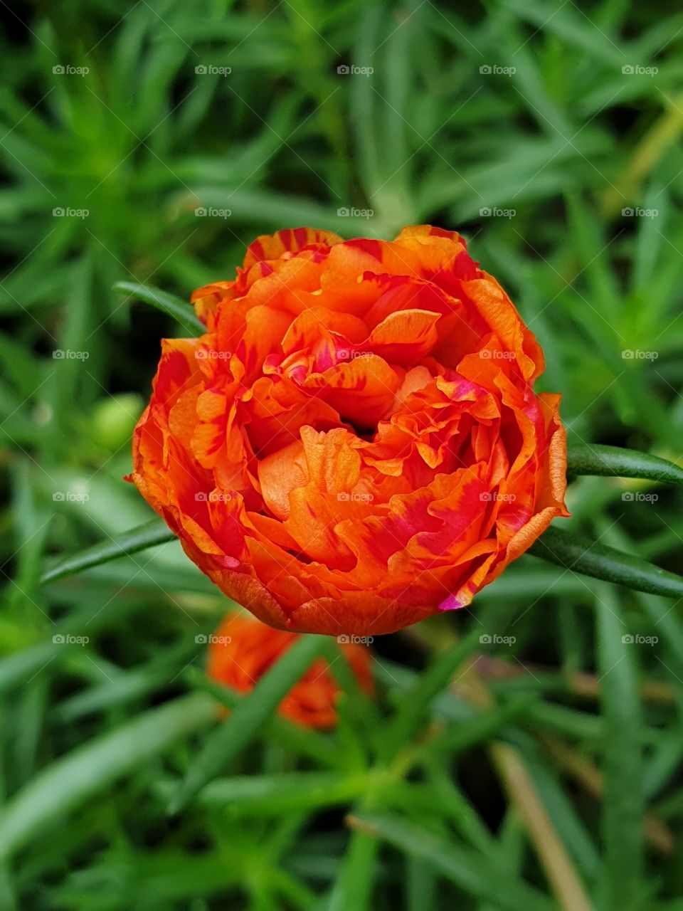 my beautiful Portulaca grandiflora