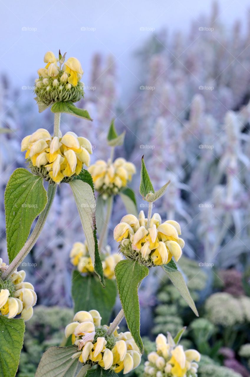 Yellow Flowers