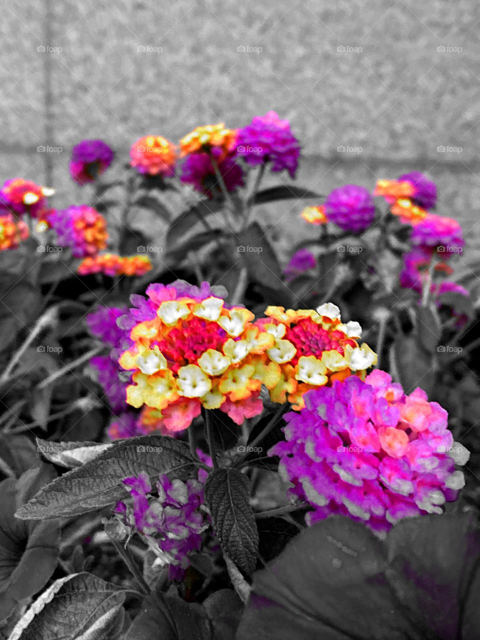 Beautiful flower blossoms of lantana - shrub verbenas.