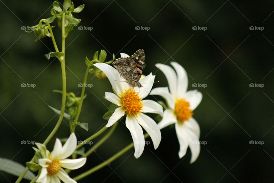 Butterfly and flower