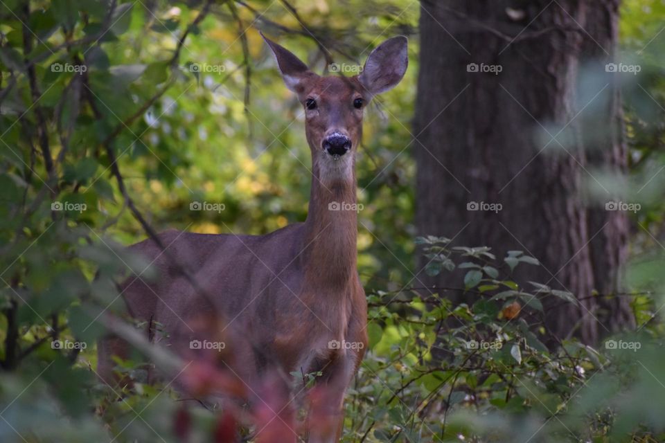 A curious doe in the woods