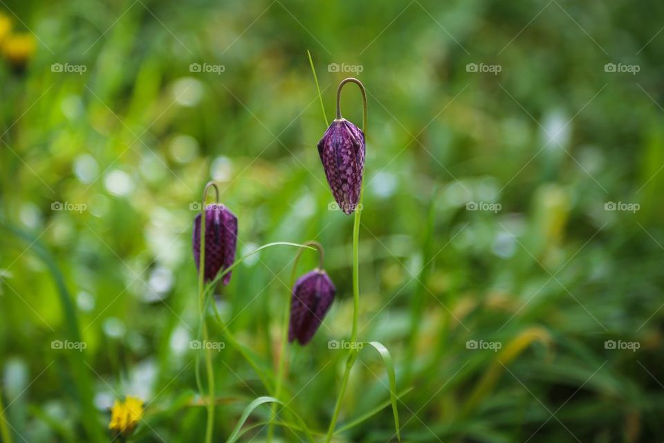 Flower in the wild