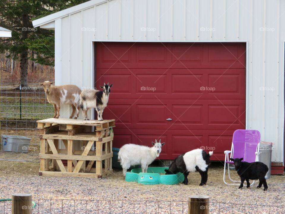 Goat line up