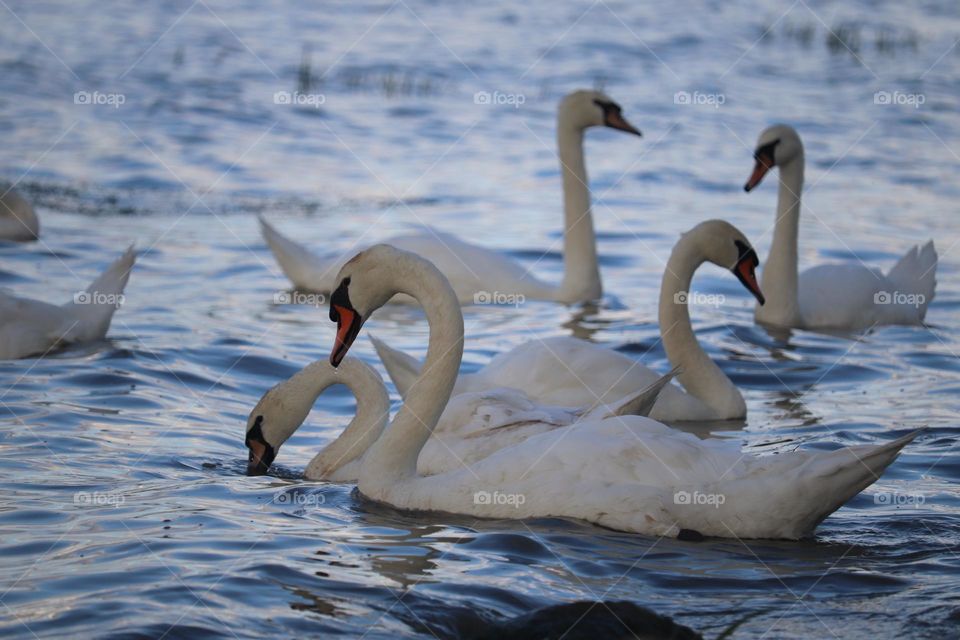 A flock of swans