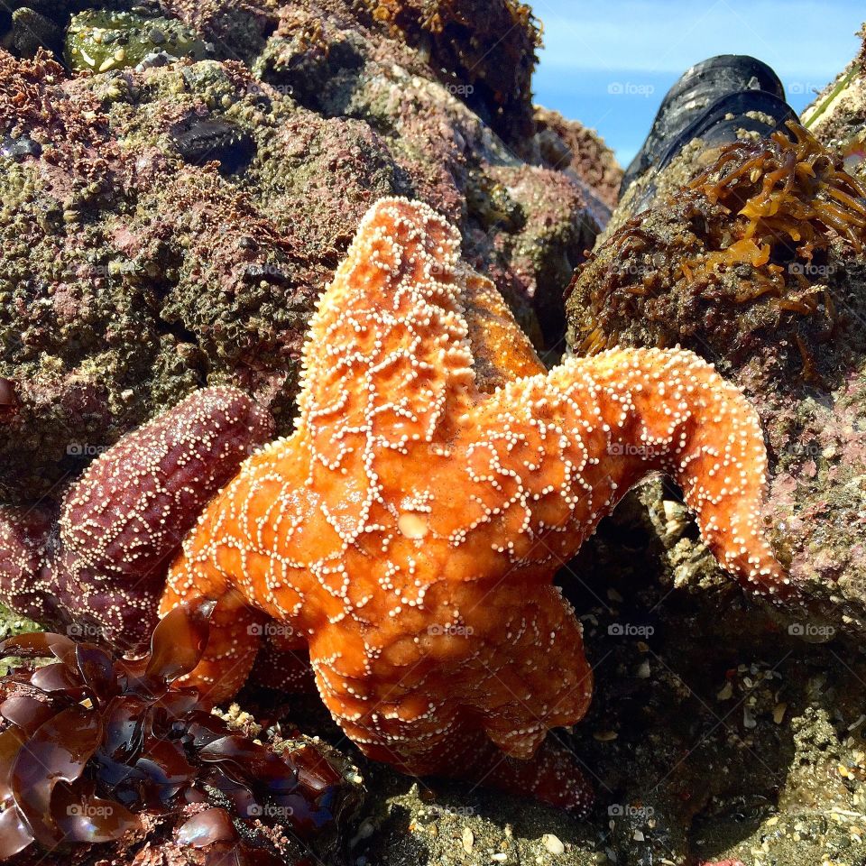 Starfish. Starfish on a rock 