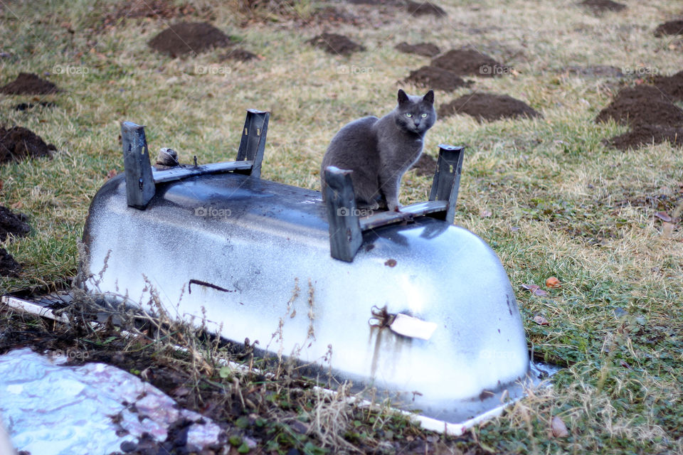 A cat on an upside-down bathtub in the backyard, spooky