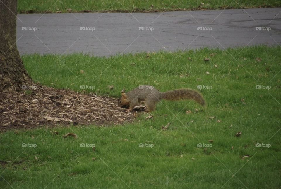 A squirrel looking for food