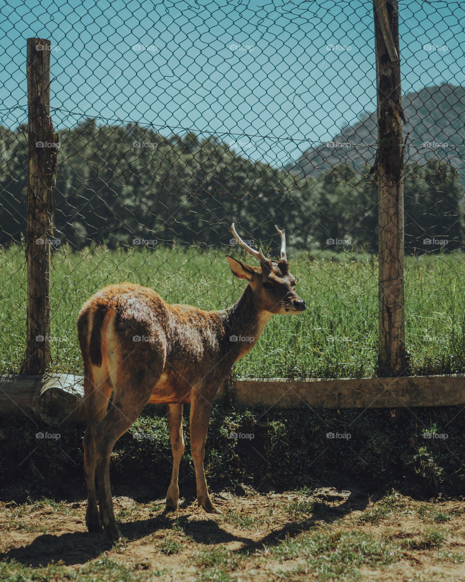 deer in captivity