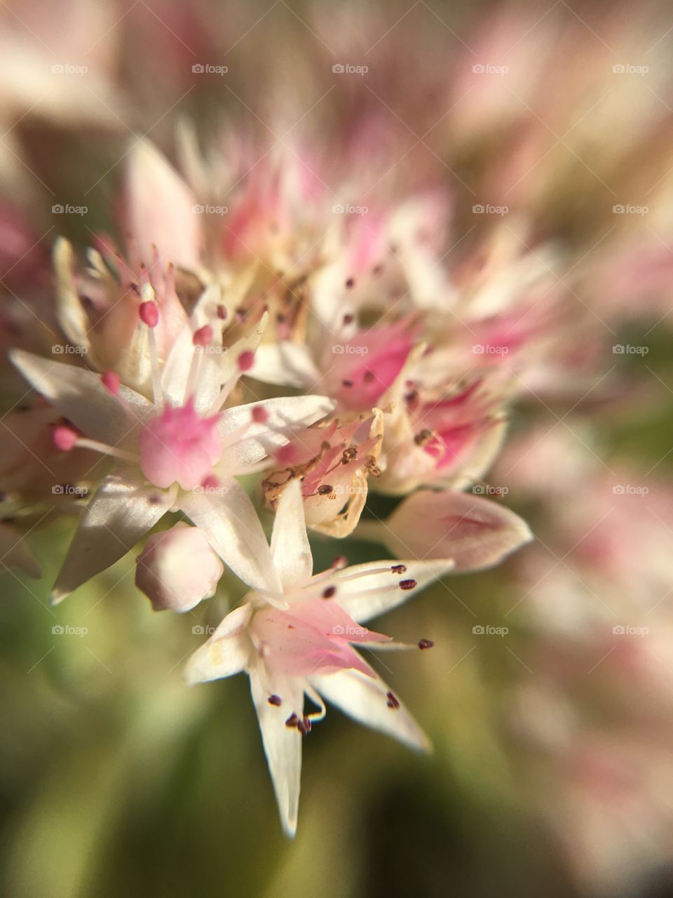 Pink closeup