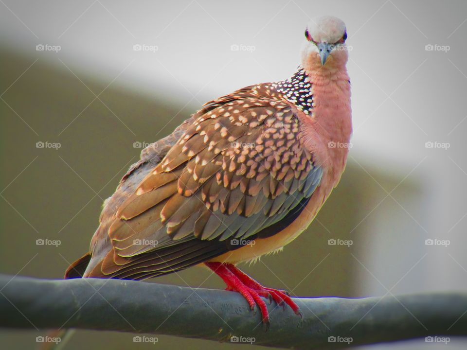 The spotted dove or (spilopelia chinensis) or mountain dove or pearl-necked dove or lace-necked dove or spotted turtle-dove.