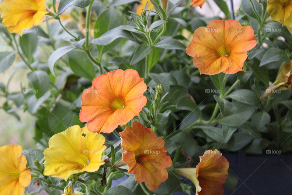 fall colored flowers