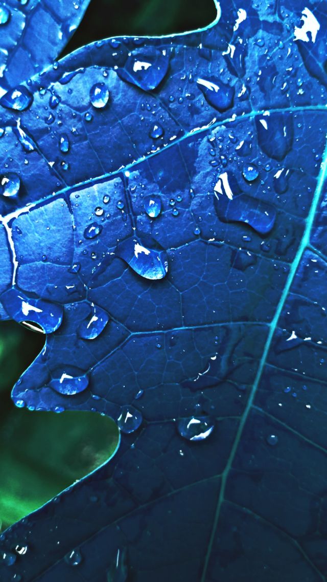 water drop on leaf