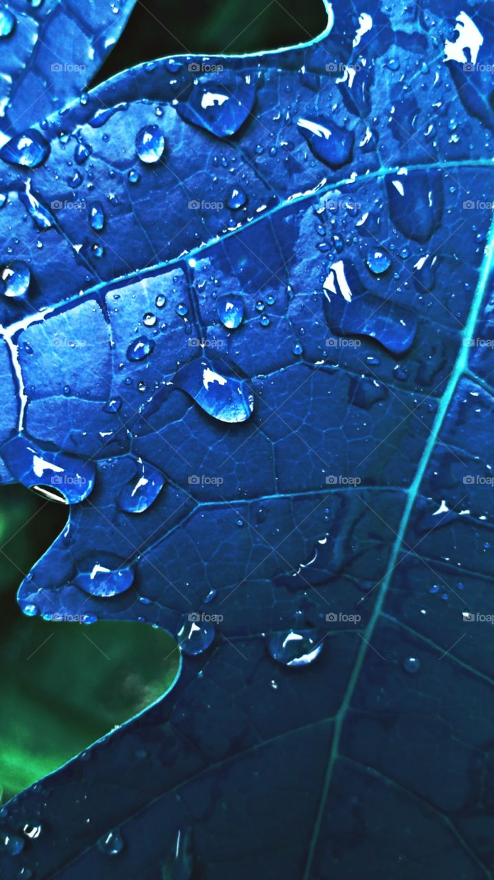 water drop on leaf