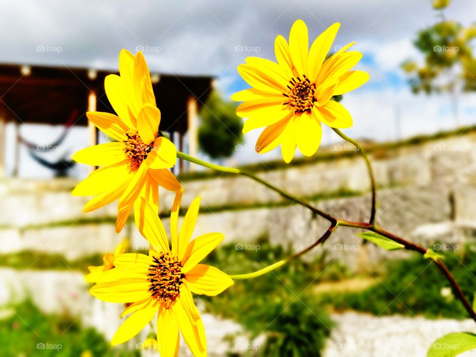 Flowers, Amphitheatre, Gazibo