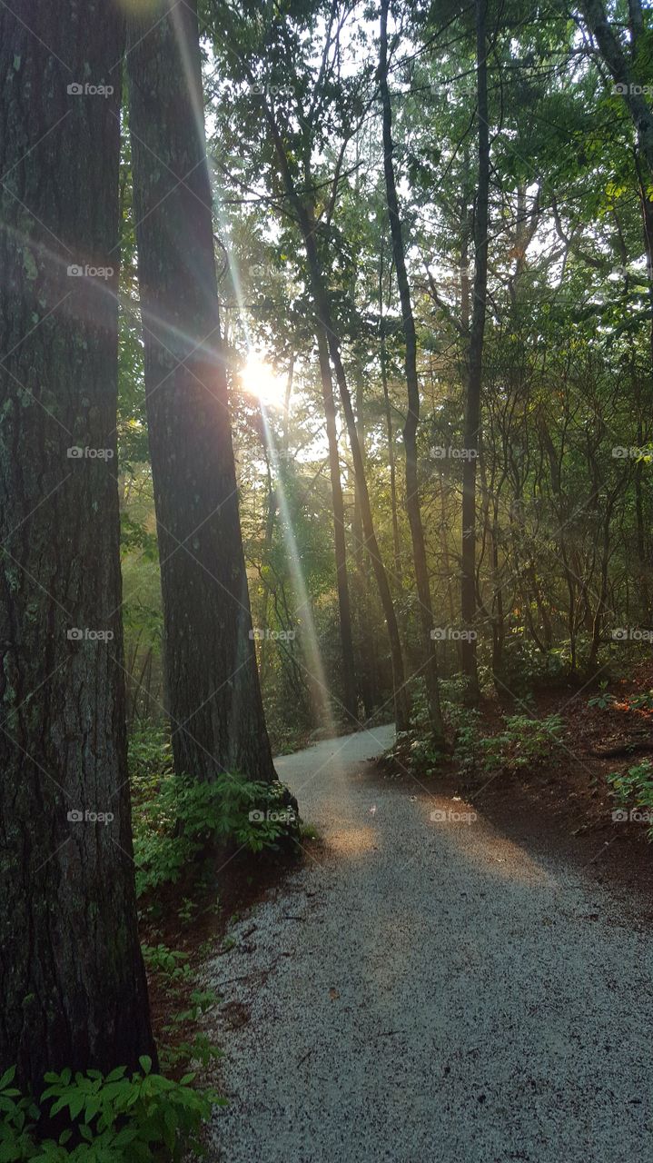 Forest Bathing