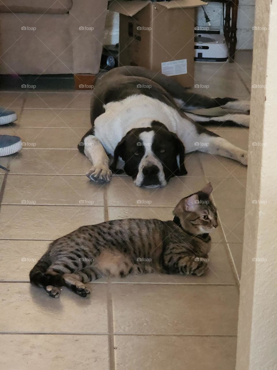 relaxing on the tile