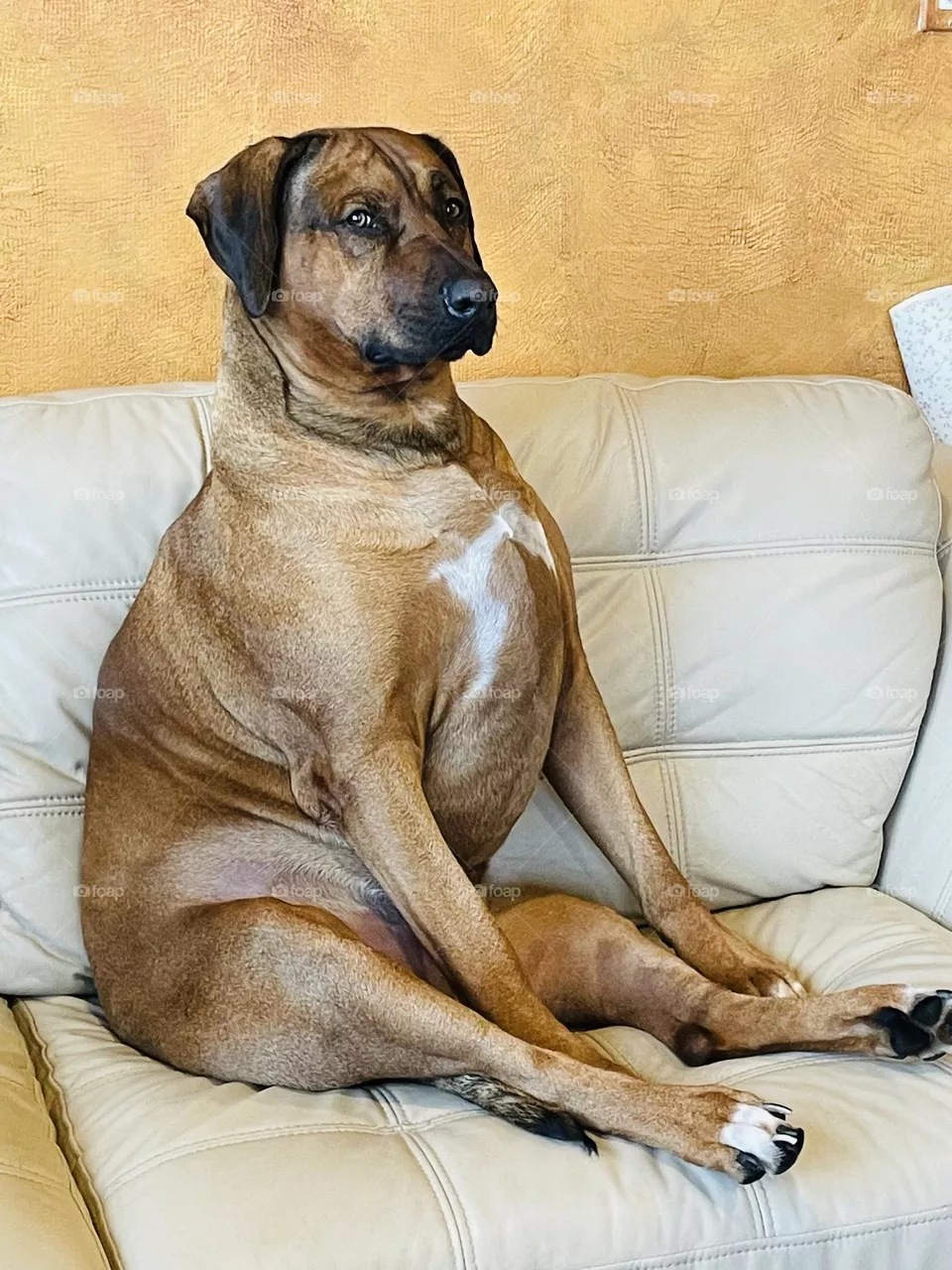 Funny dog