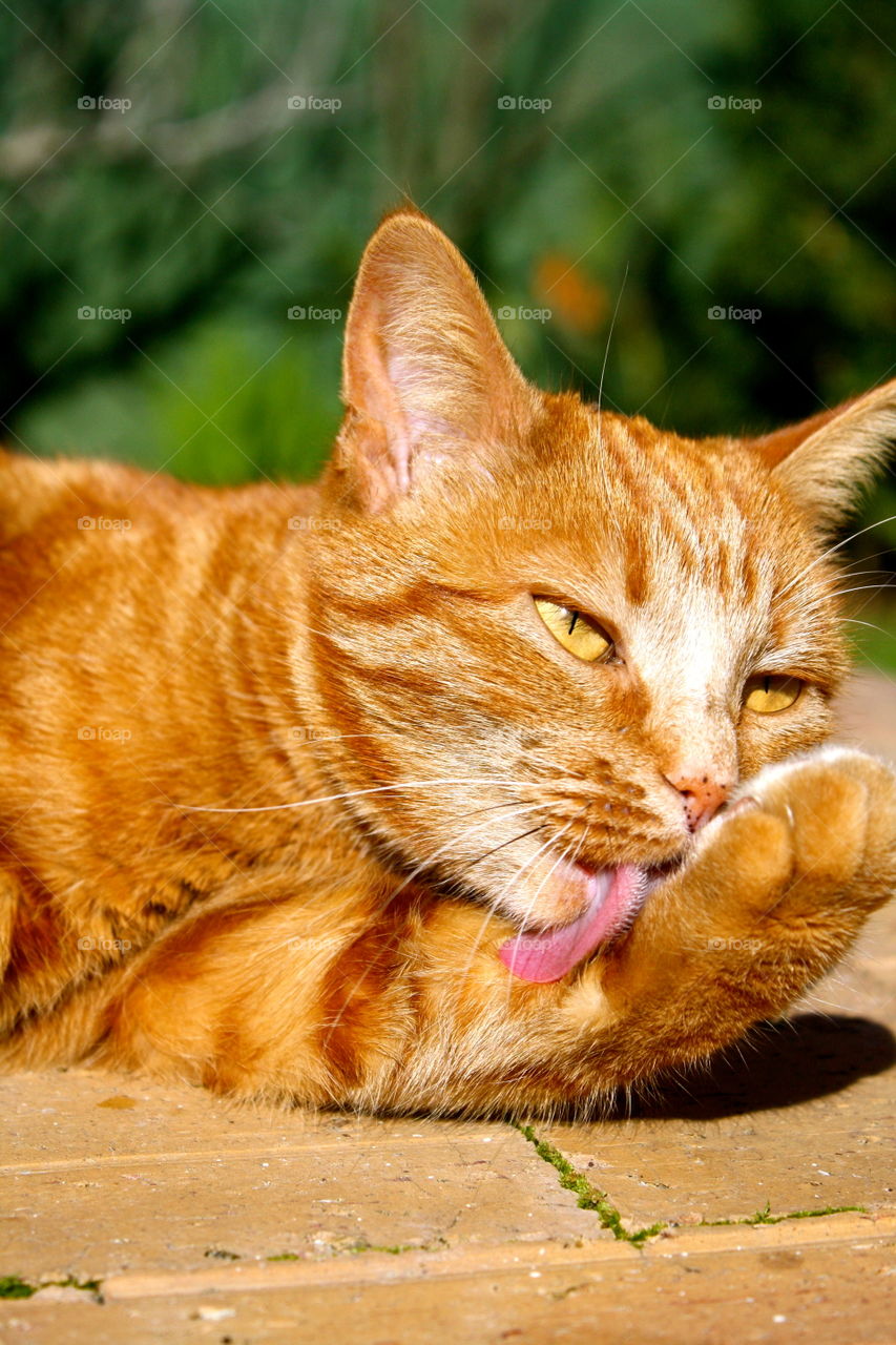 Ginger Cat grooming