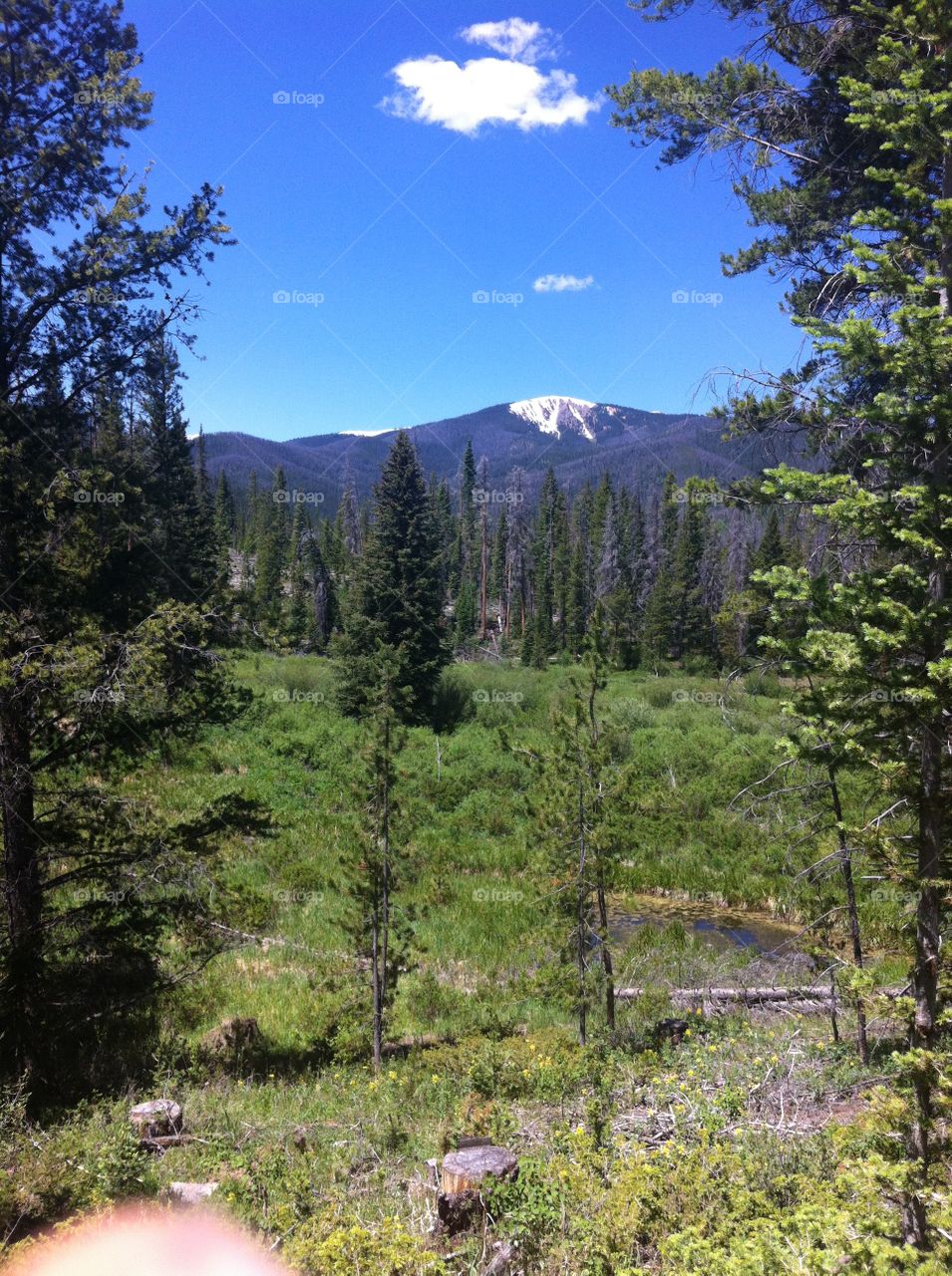 Nature, Wood, Tree, Landscape, Outdoors